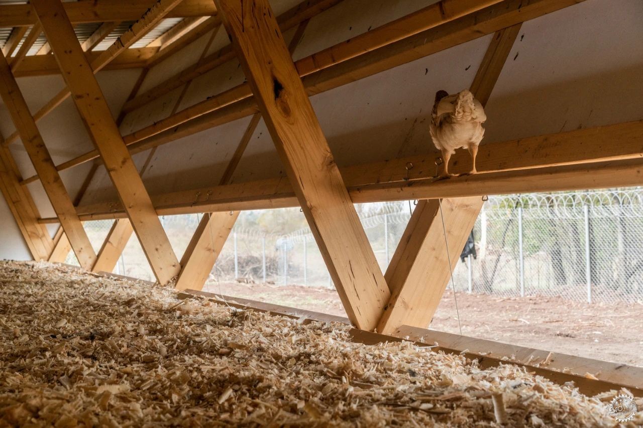 鸡也需要好的建筑设计？看建筑师如何“伺候”最难搞的甲方——800只鸡！第13张图片