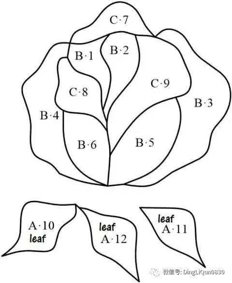 cad绘制平面玫瑰花的步骤 cad绘制平面玫瑰花的步骤 - BIM,Reivt中文网