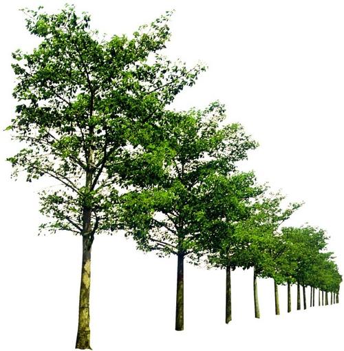 种植一排树在lumion8中的步骤指南 种植一排树在lumion8中的步骤指南 - BIM,Reivt中文网